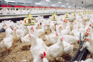 Iowa HHS Reports First Human Case of Highly Pathogenic Avian Influenza (Bird Flu) — It’s In NW Iowa