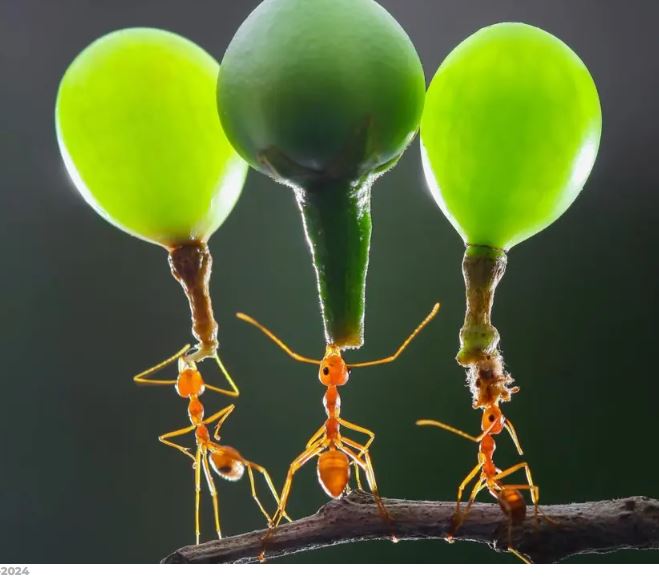 Magnetic microbots can replicate the extraordinary abilities of ants